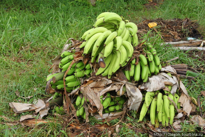 Гроздь бананов Доминика