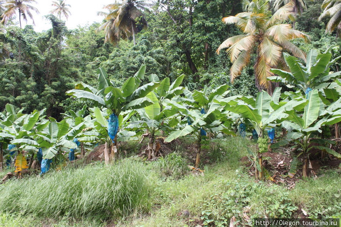 Банановая плантация Округ Сент-Эндрю, Доминика