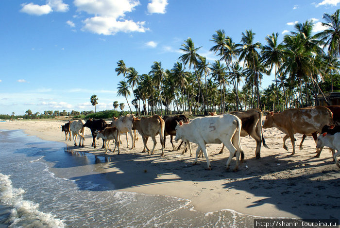 Коровы на пляже Тринкомали, Шри-Ланка