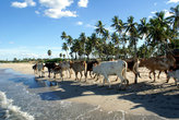 Коровы на пляже