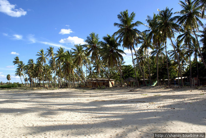 Пальмы на пляже Тринкомали, Шри-Ланка