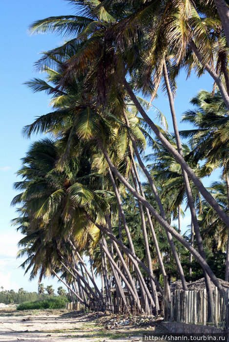 Пальмы вдоль забора Тринкомали, Шри-Ланка