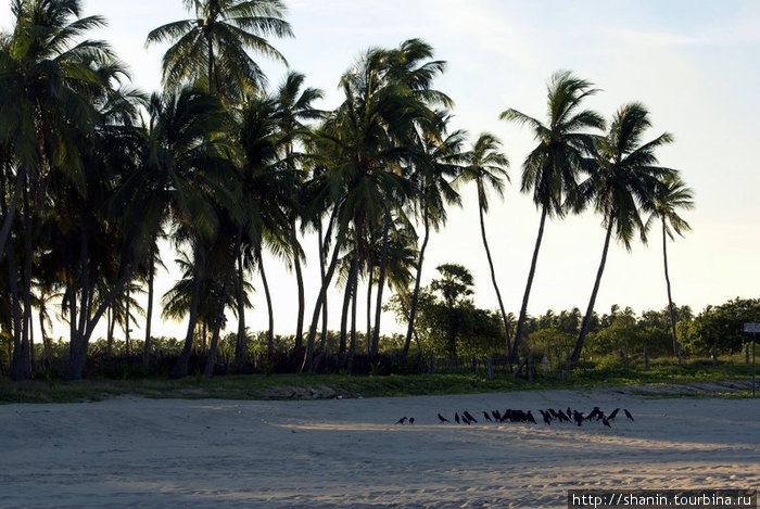 Вороны на пляже Тринкомали, Шри-Ланка