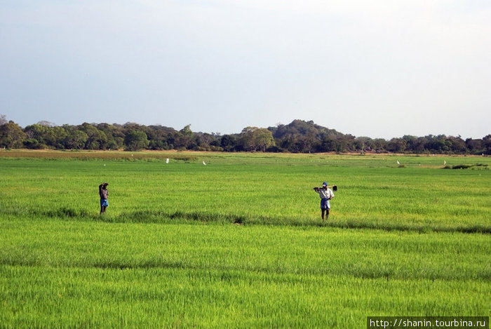 На рисовом поле Аругам, Шри-Ланка