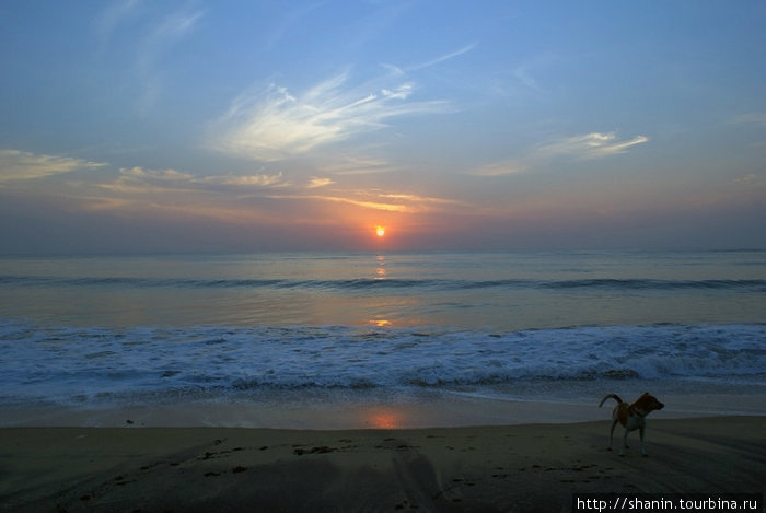 Пес, бегущий по краю моря Аругам, Шри-Ланка