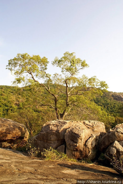 Камни и дерево Полоннарува, Шри-Ланка