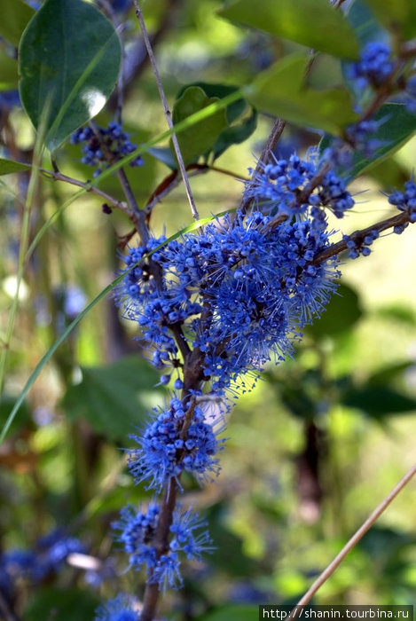 Синие цветы на ветке Полоннарува, Шри-Ланка