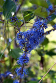 Синие цветы на ветке