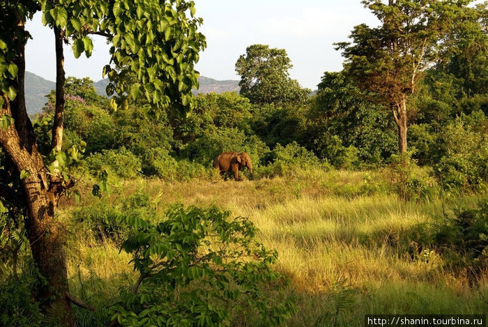 Дикий слон Полоннарува, Шри-Ланка