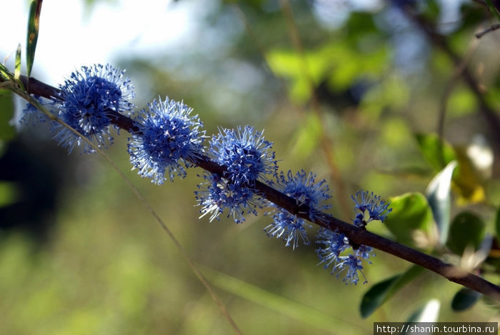 Синие цветы Полоннарува, Шри-Ланка