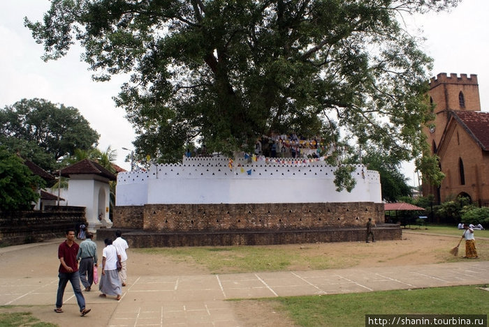 Священное дерево бодхи и англиканская церковь — такое вот соседство