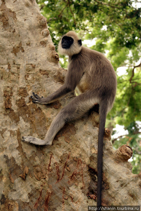 Обезьяна на дереве Катарагама, Шри-Ланка