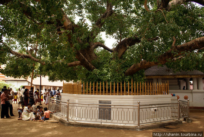 У основпания священного дерева сделали алтарь Катарагама, Шри-Ланка