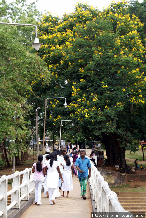 Паломники на мосту Катарагама, Шри-Ланка