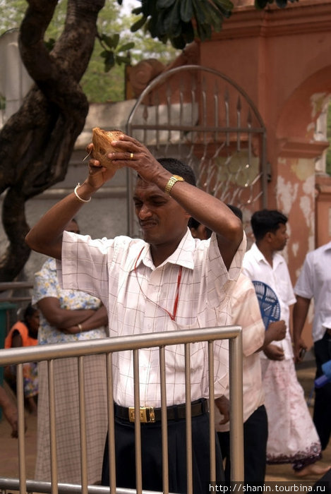 Ритуальное раскалывание кокосового ореха Катарагама, Шри-Ланка