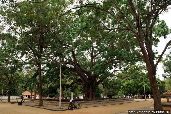 Высокие деревья дают спасительную тень Катарагама, Шри-Ланка