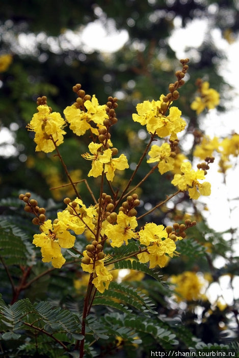 Дерево с желтыми цветами Катарагама, Шри-Ланка