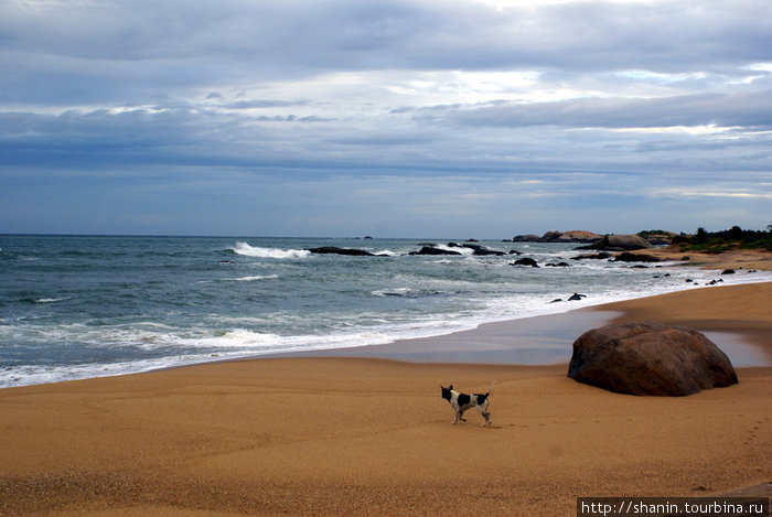 Пес на берегу моря Киринда, Шри-Ланка