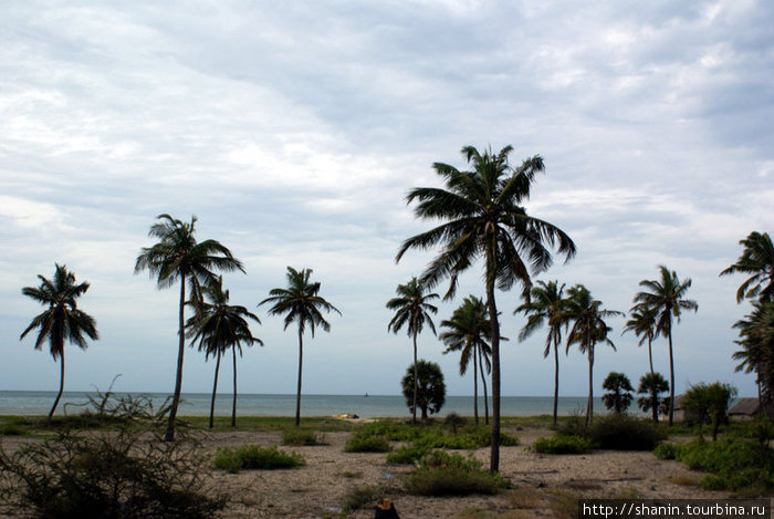 Пальмы на берегу моря Маннар, Шри-Ланка