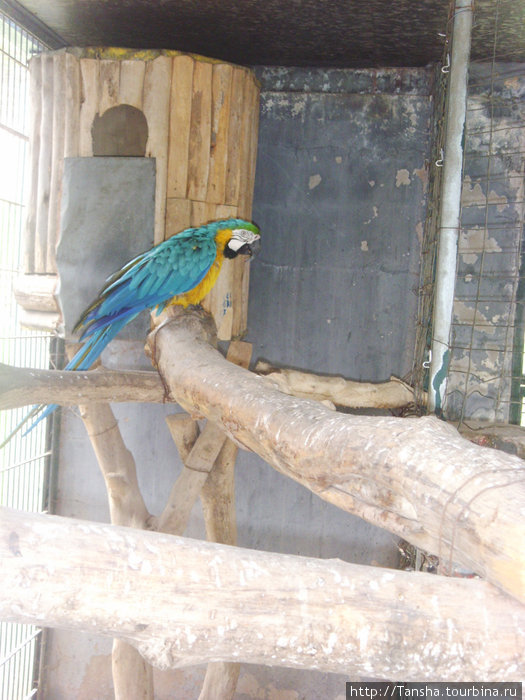 В \Долине птиц\. Вот такой красавчик — синий попугай!!! Марокко