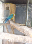 В \Долине птиц\. Вот такой красавчик — синий попугай!!!