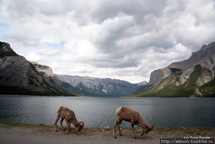 Bighorn Sheep. Банфф, Канада