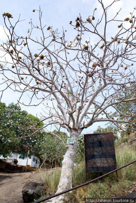 Дерево у лестницы Михинтале, Шри-Ланка