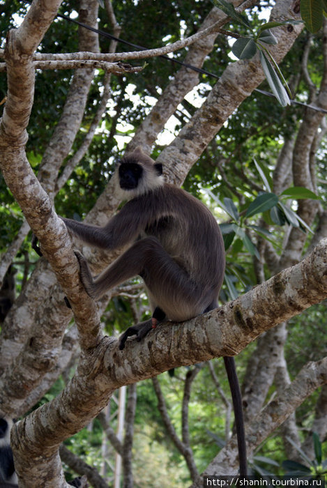 Обезьяна на дереве Михинтале, Шри-Ланка