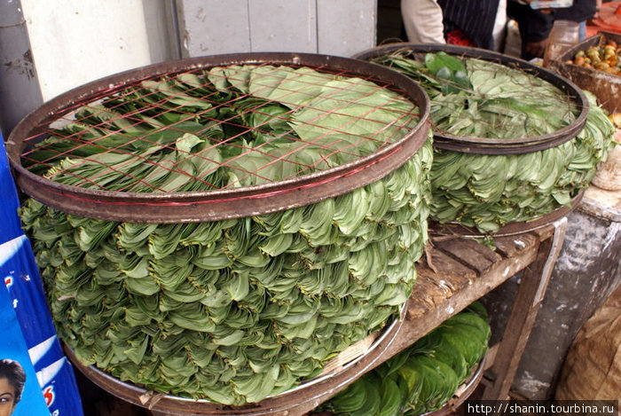 Листья бетеля на продажу Нувара Элия, Шри-Ланка