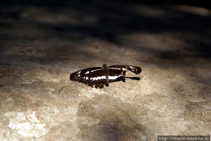 Бабочка на камне Ритигала Заповедник, Шри-Ланка