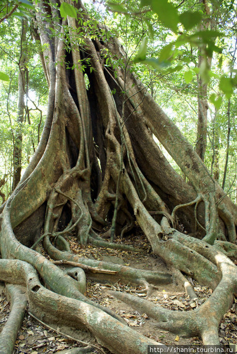 Дерево Ритигала Заповедник, Шри-Ланка