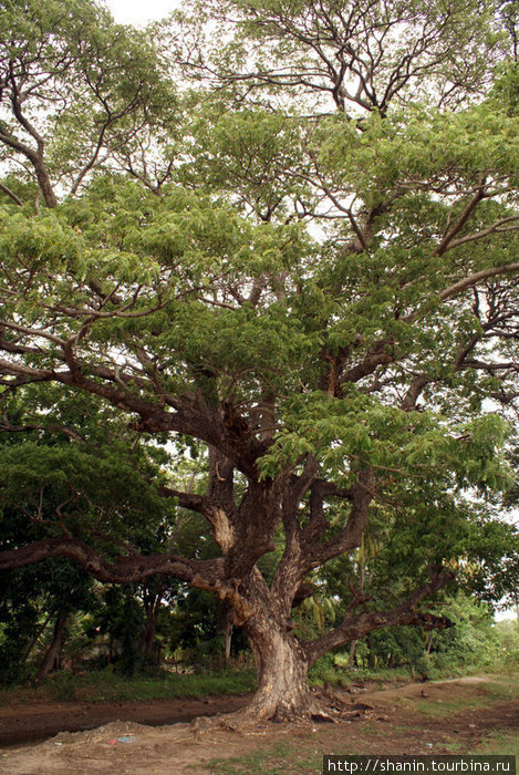 Дерево Тиссамахарама, Шри-Ланка