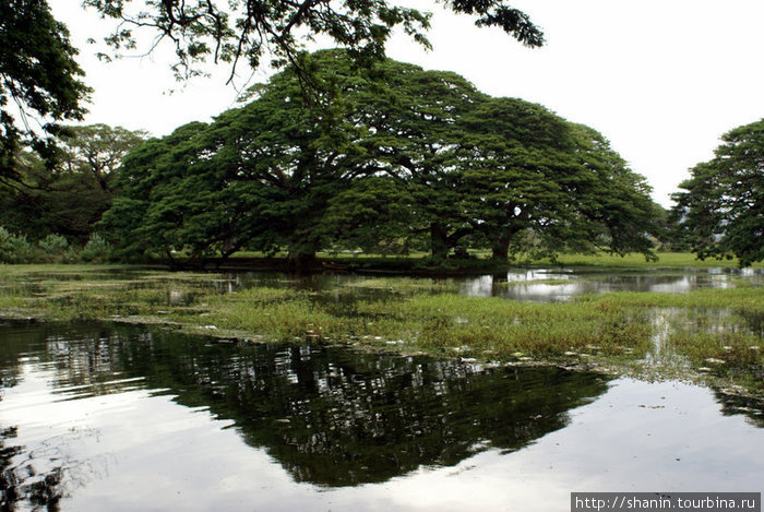 Деревья в воде Тиссамахарама, Шри-Ланка