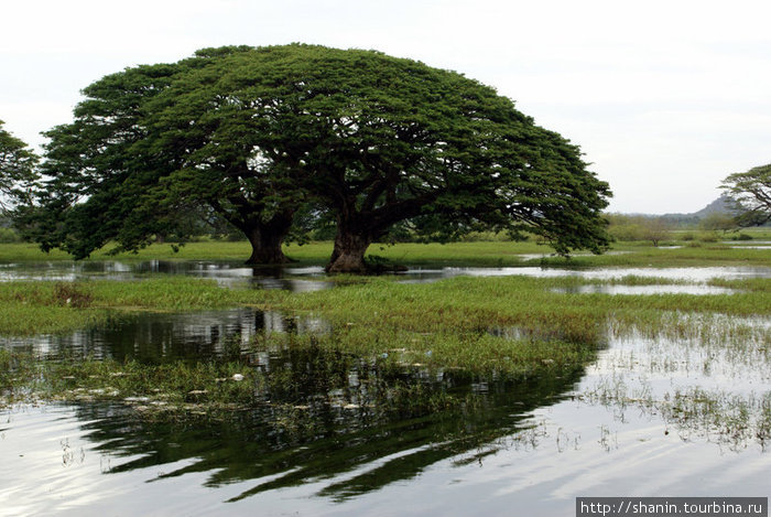 Дерево на краю водохранилища Тиссамахарама, Шри-Ланка