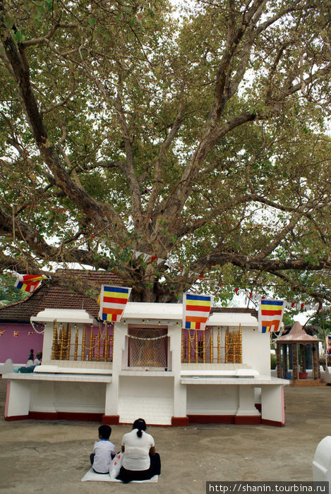 Под сященным деревом Тиссамахарама, Шри-Ланка