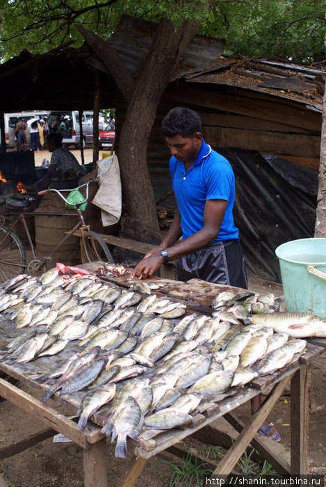 Продавец рыбы — ее ловят в водохранилище и продают прямо на берегу Тиссамахарама, Шри-Ланка