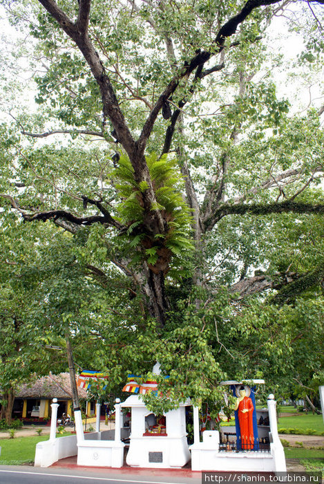 Дерево бодхи Галле, Шри-Ланка