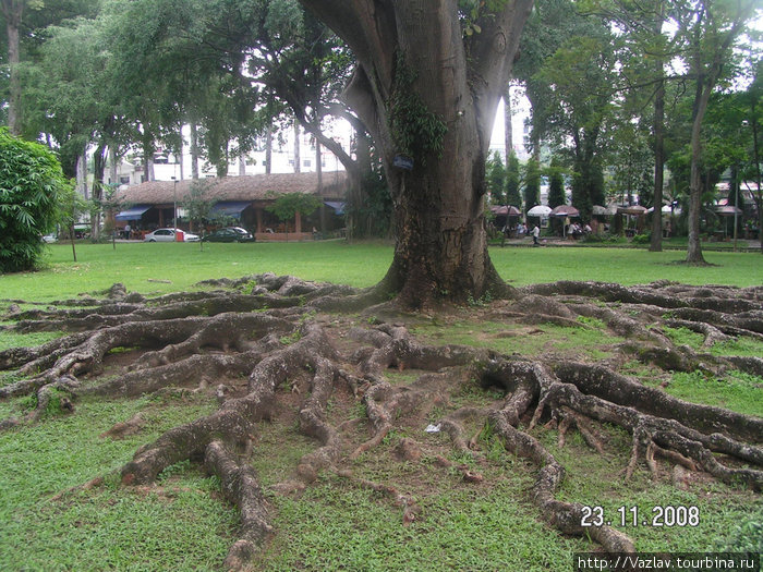 Крепкие корни Хошимин, Вьетнам