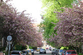 Улица цветущих сакур