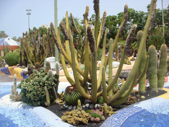 Сад кактусов Лас-Америкас, остров Тенерифе, Испания