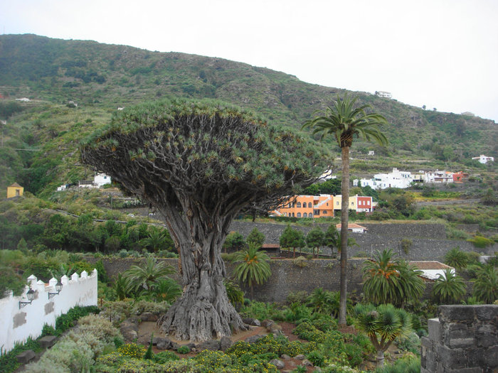 Драконовое дерево- самая старая драцена на Канарах Лас-Америкас, остров Тенерифе, Испания