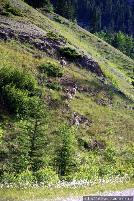 Bighorn sheep. Провинция Альберта, Канада