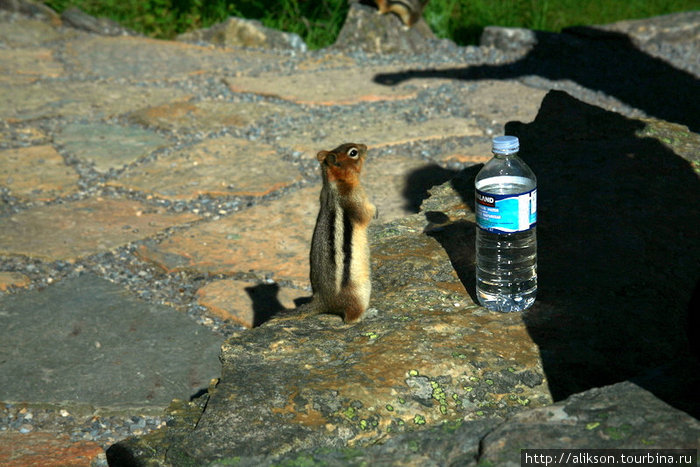 Chipmunk возле Lake Agnes Teahouse. Провинция Альберта, Канада