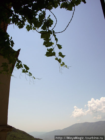 Священная виноградная лоза вырасшая в скале, где умер Василий Острожский монастырь Острог, Черногория