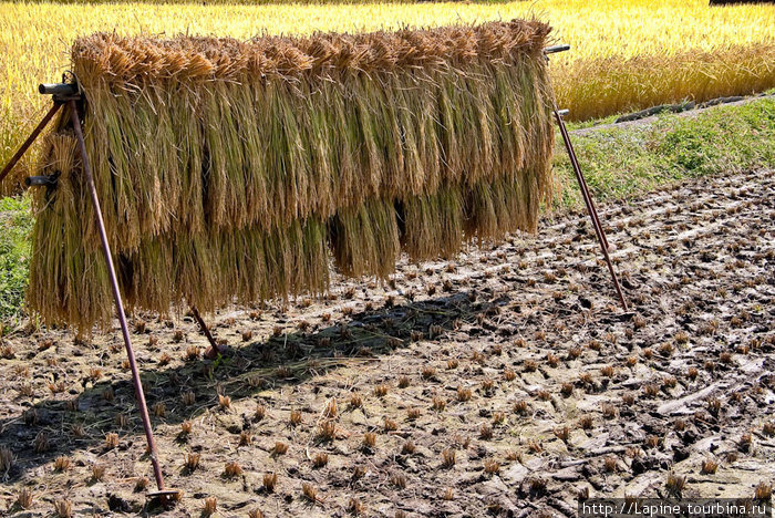Первичная сушка на козлах Огимати, Япония