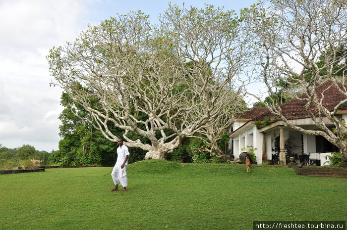 Верхнюю террасу, обращенную к воде, украшают  серебристые кроны аралии, что весь год роняет на зеленый газон благоуханные белые цветы. Шри-Ланка