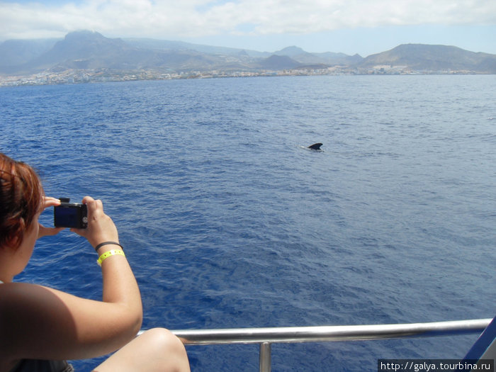 Бухта Маска и киты Остров Тенерифе, Испания