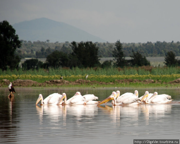 Пеликаны вышли на охоту, слева — орел-рыболов, на заднем плане — вулкан Лонгонот Найваша, Кения
