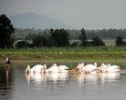Пеликаны вышли на охоту, слева — орел-рыболов, на заднем плане — вулкан Лонгонот
