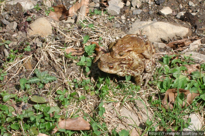 Animal love Ужгород, Украина